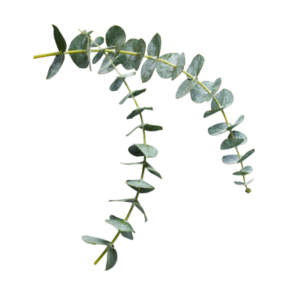eucalyptus